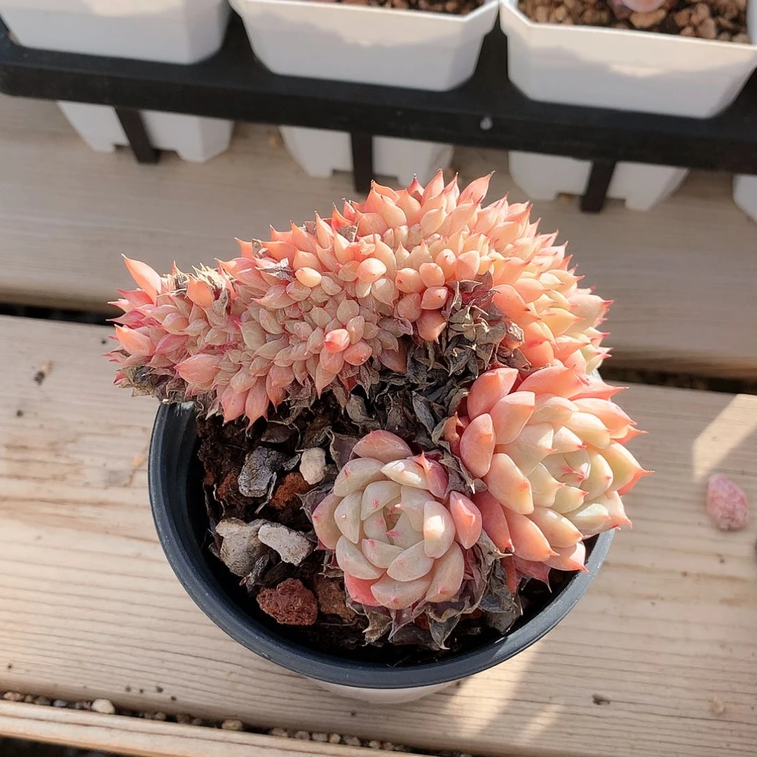 鸭**儿9厘米tp缀，带土球