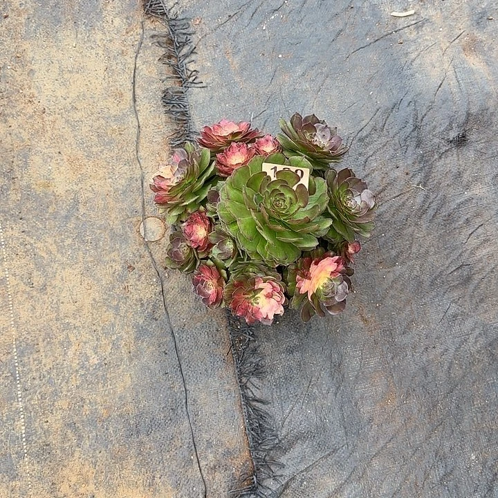 精品多肉植物0180