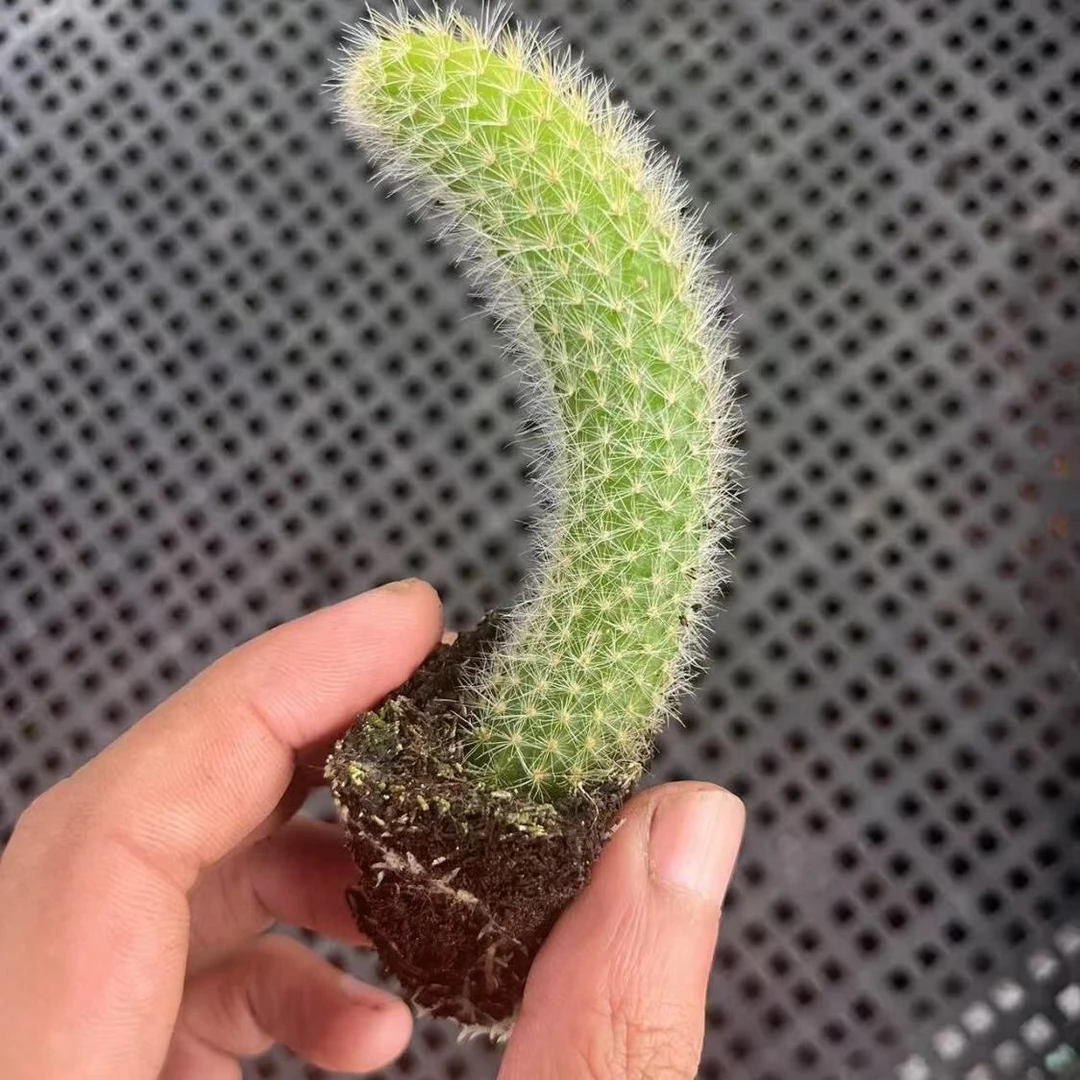 白毛九尾狐多肉带土球发货适合悬挂种植爆花爆仔