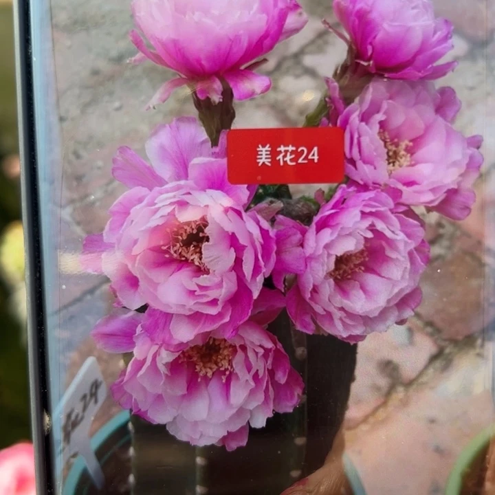 33丽花美花24歪无根侧芽2一3公分左右