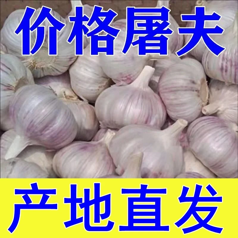 【干蒜好存放】农家特产大蒜新蒜批发白紫皮大蒜头蔬菜蒜瓣农产品