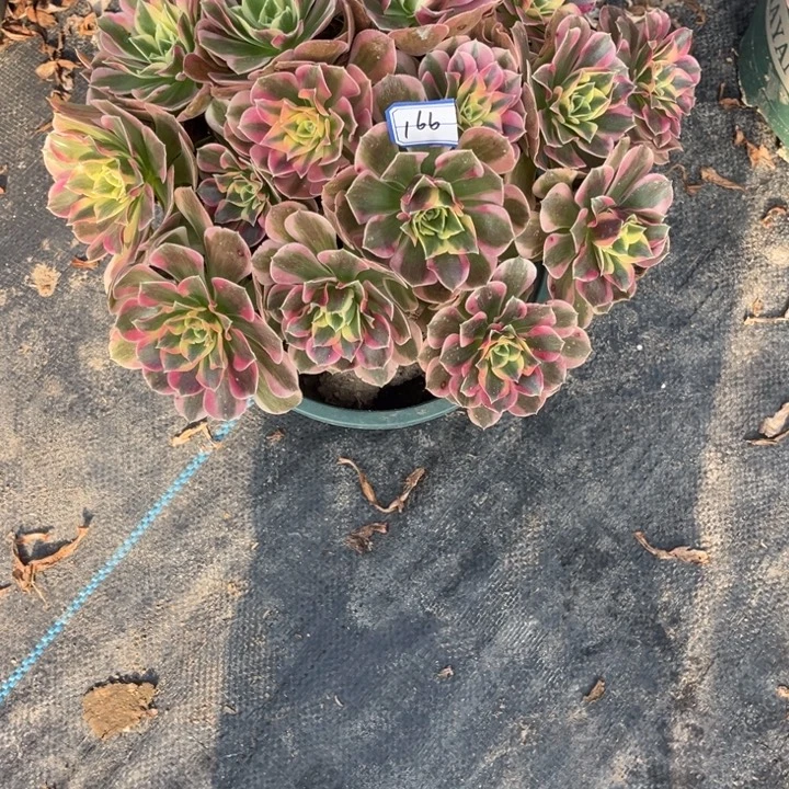 用***6166女郎多肉植物法师