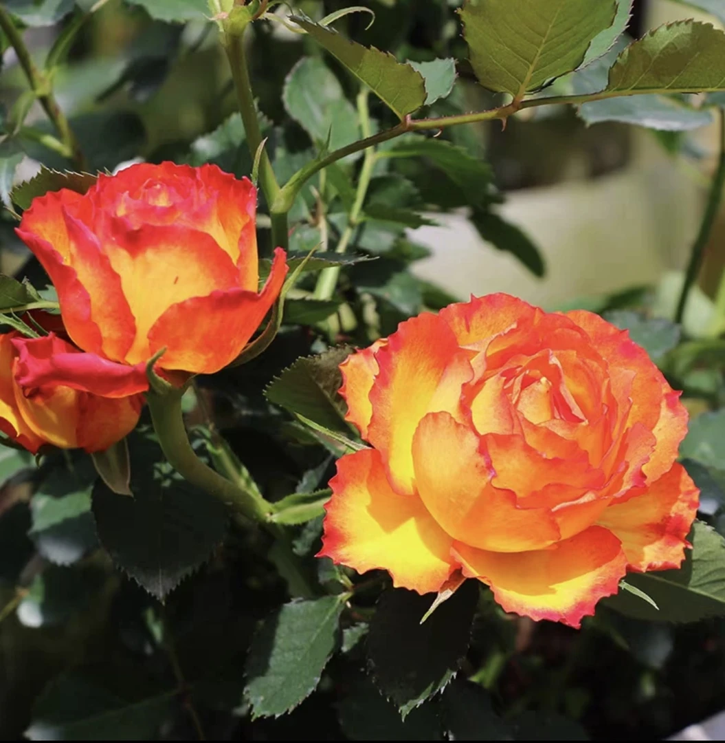 [火焰】月季一盆多颗四季开花勤花 抗病耐热耐寒阳台盆栽花园