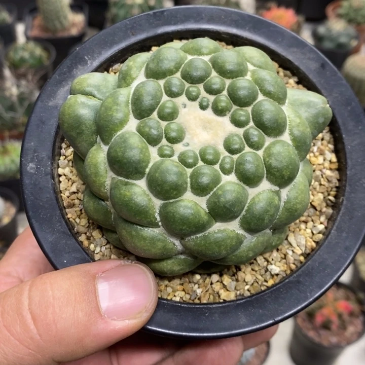 无刺象牙特价福利