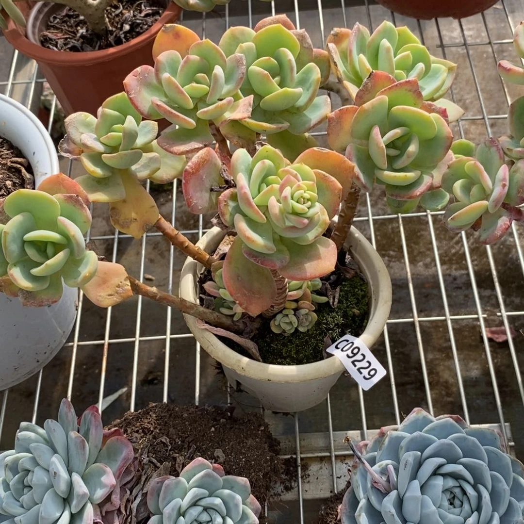 9229白月光一物一拍