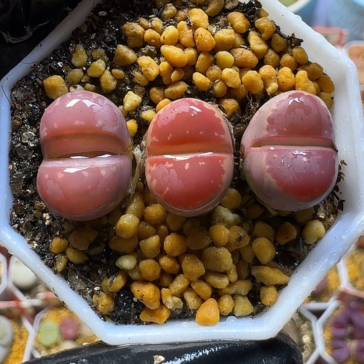 11111生石花。  101