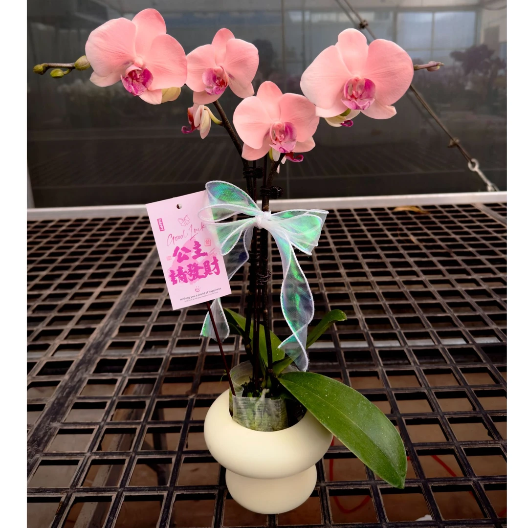 【粉雪山-组盆】好养易活蝴蝶兰颜色精致活体工艺喷色稀缺色系