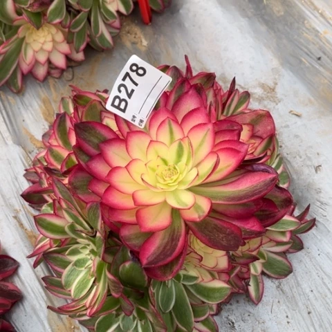 我***～多肉植物荔枝捧花