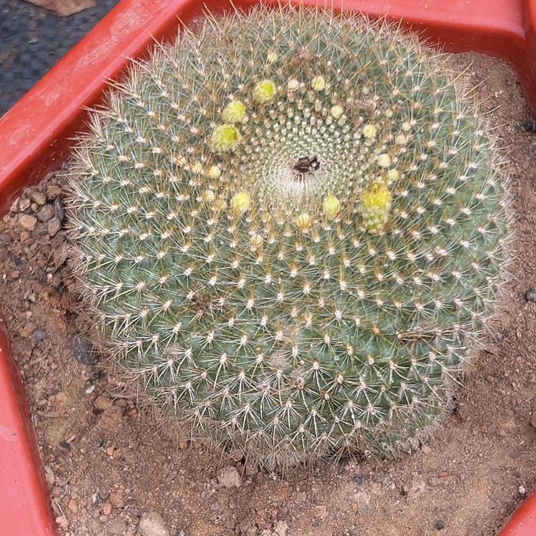 多肉植物绿雪光群