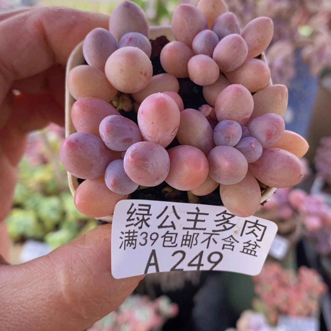 粉红泡泡4棵249多肉植物