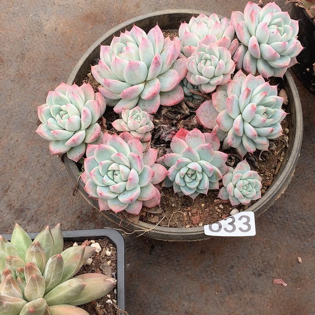 633阿尔巴 一物一拍多肉