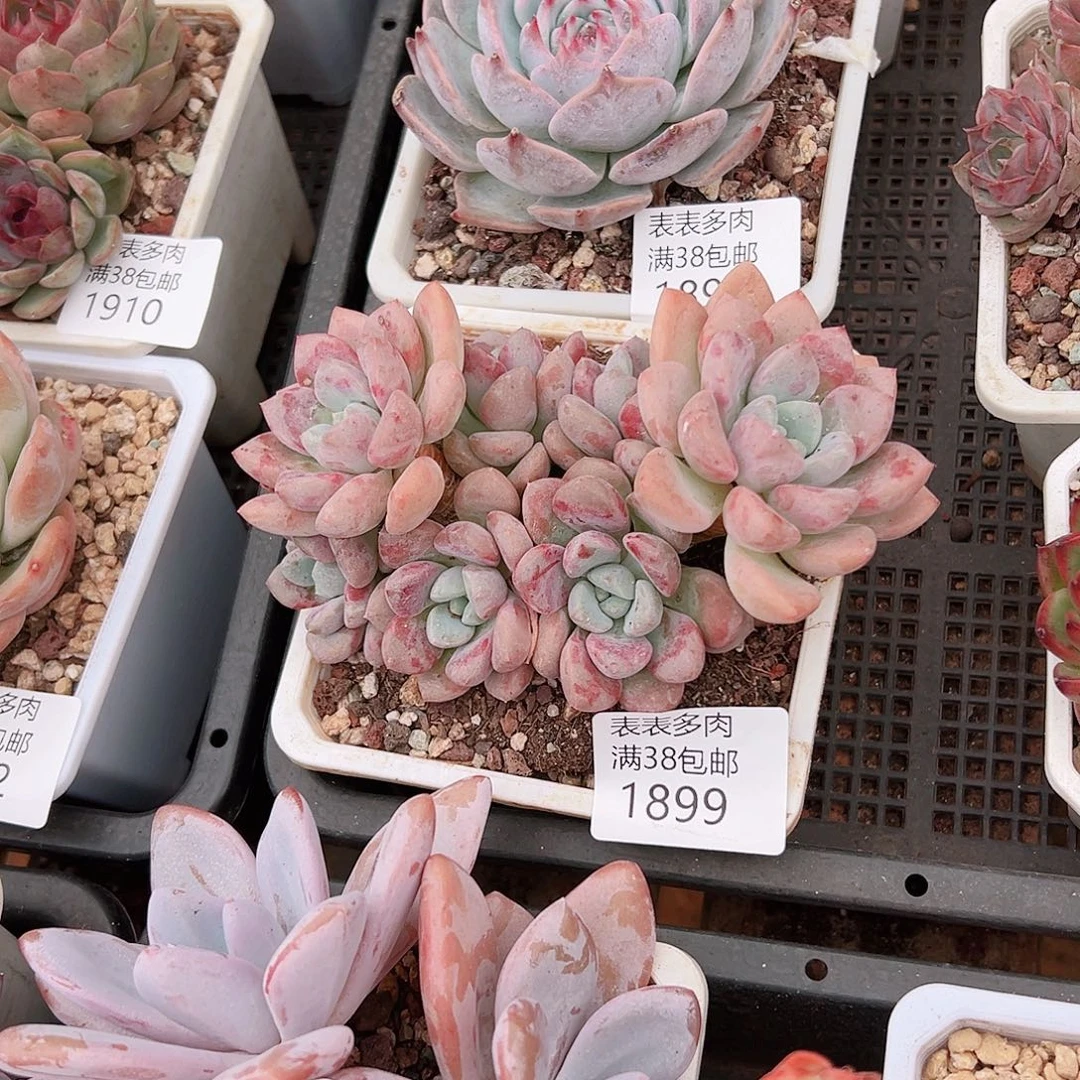 V***Q多肉一物一拍植物1899