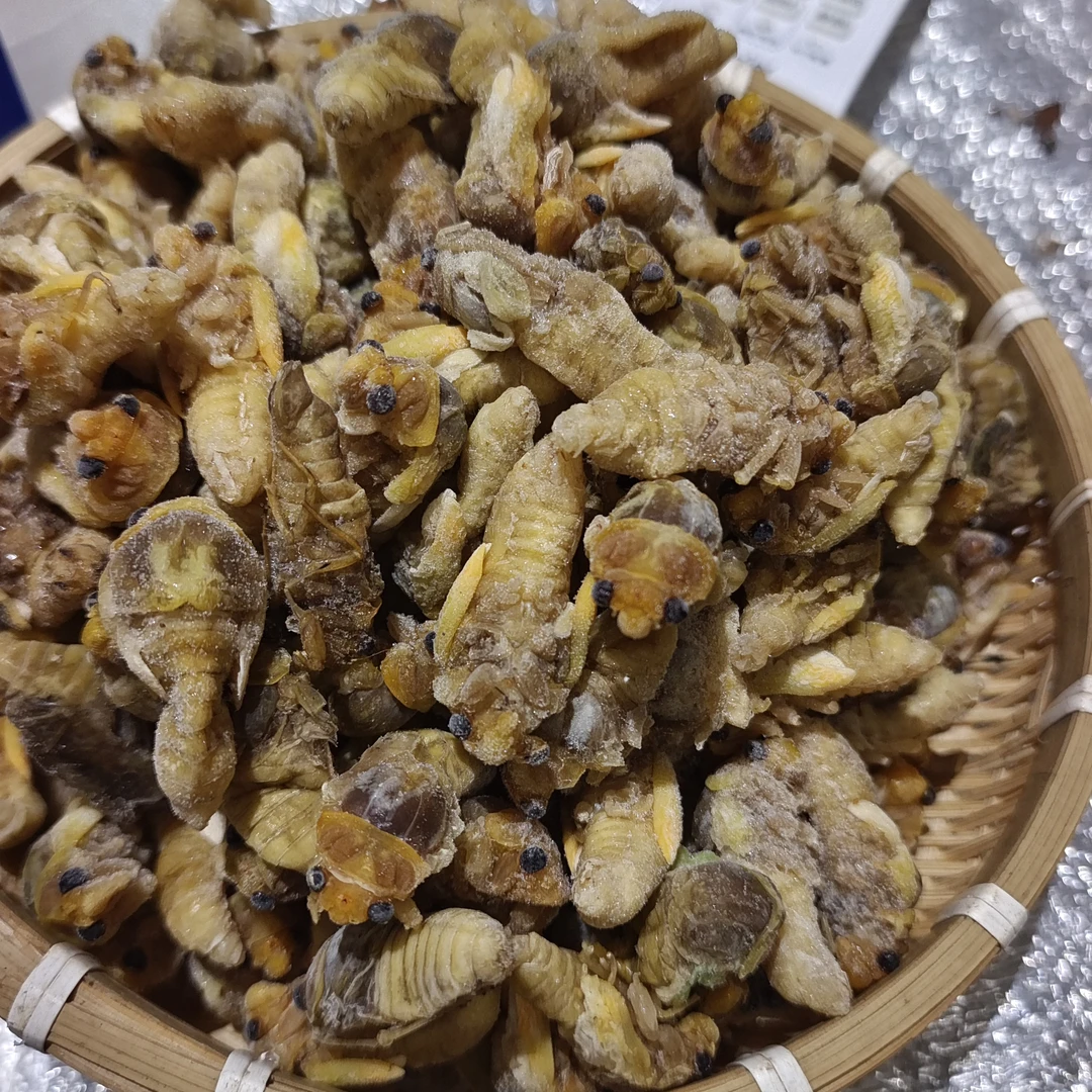新鲜现抓白蝉高蛋白鲜熟速冻柠檬鸭海瓜子熟食农村粉条蝉蛹