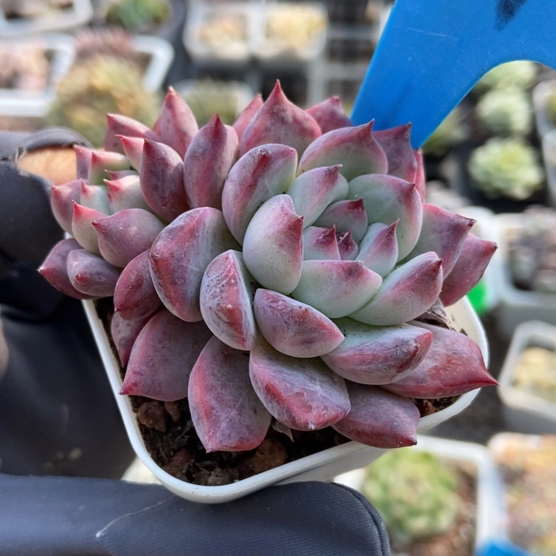 6148钻石卡多肉植物
