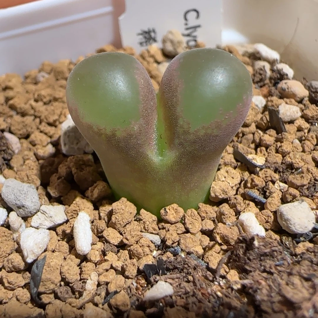 肉锥多肉植物组合-稀有品种1286