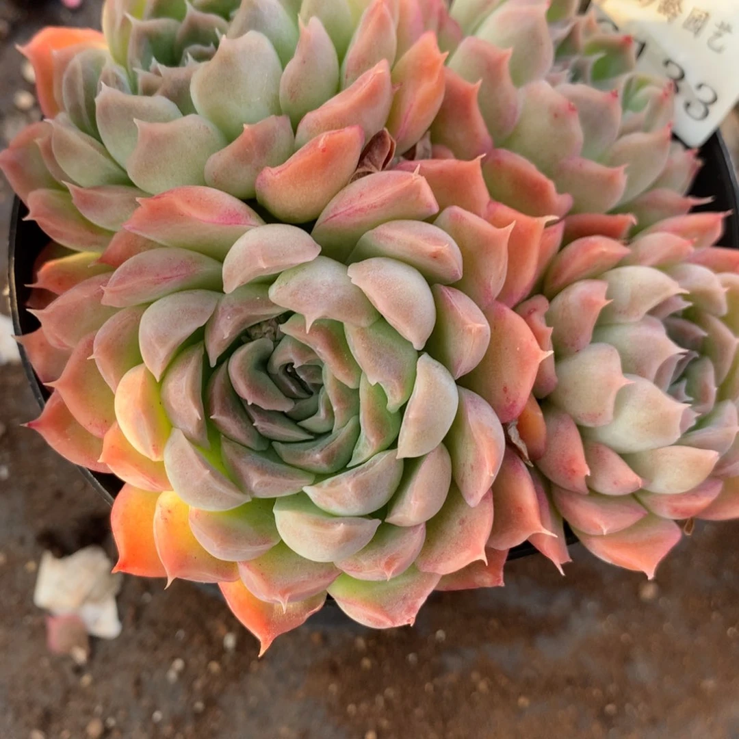 6138新年快乐发发发