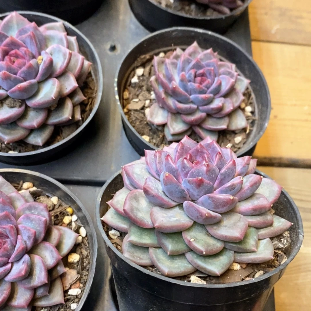 142。红星五号，单头，