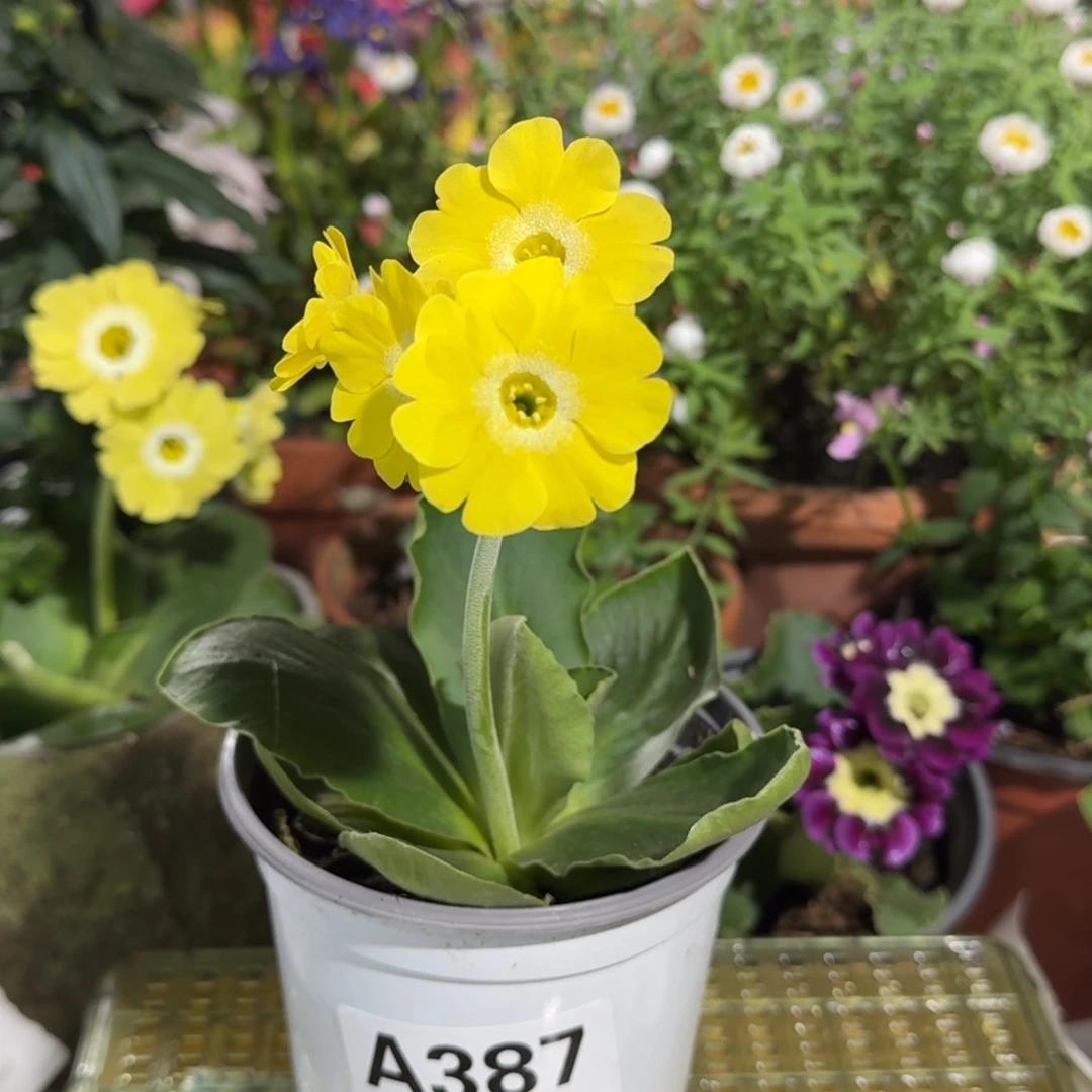 一物一拍耳叶报春A387