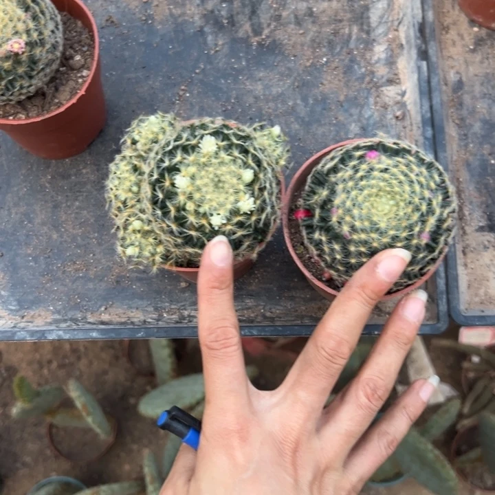 倩***业吉祥如意的。