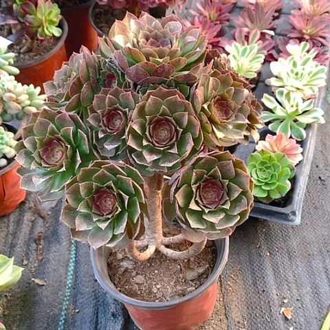 知**奶630万圣节多肉植物