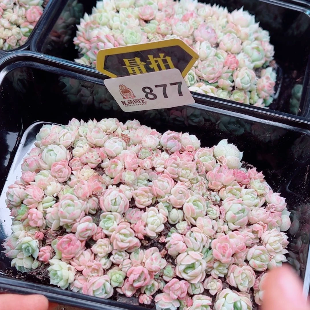 多肉植物多肉植物