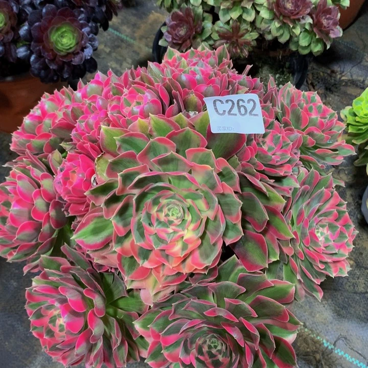 三*通粉女262000000000000