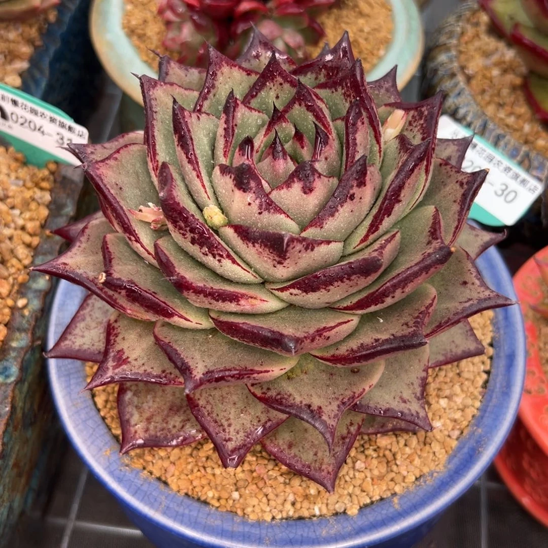 多肉一物一拍0204-30