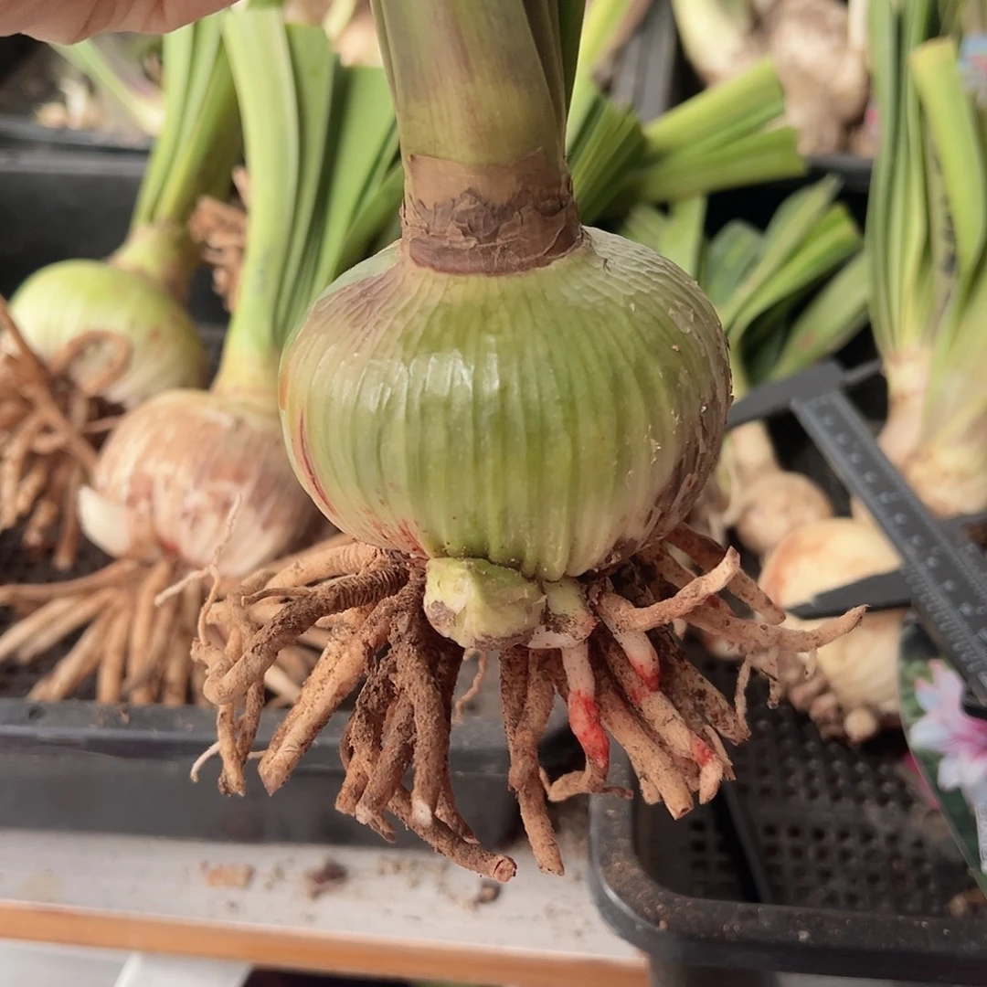 完全开放气质美女7+，包对版不包后期养护。