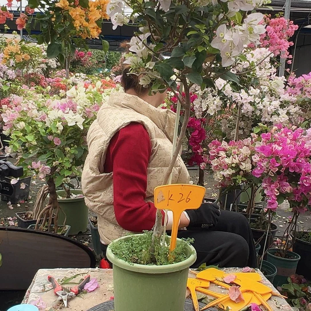 金****大部分花苞少量开放K26苹果花