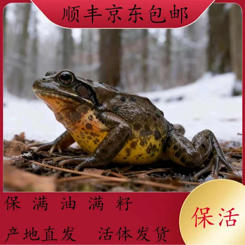 东北特产母蛤蟆个保个满油满籽顺丰或京东包邮活体发货