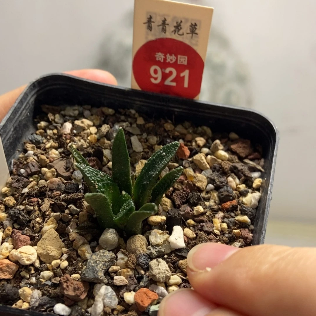 实生辛顿牡丹一颗仙人球