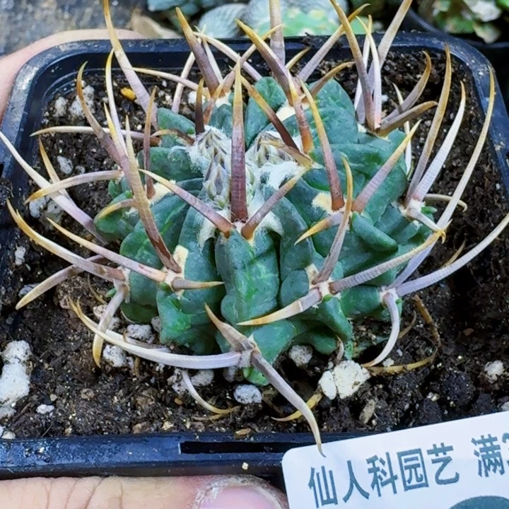 福利自根龙剑167