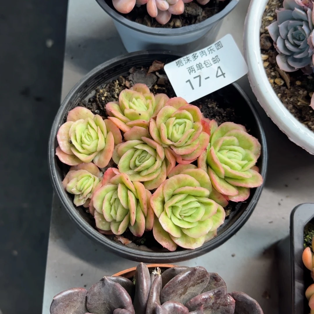 17-4冰玫瑰锦多肉植物
