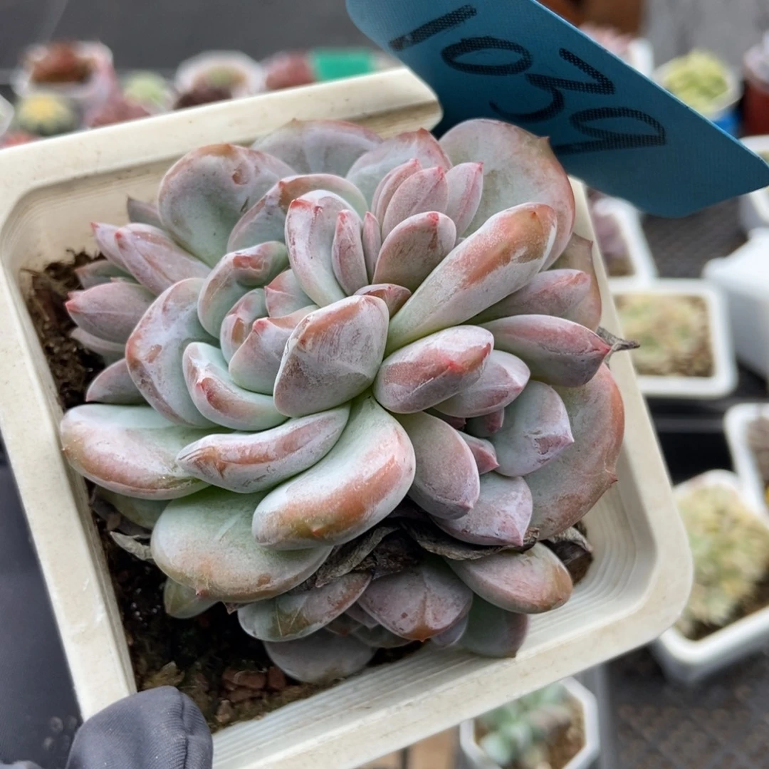 1039石榴籽多肉植物