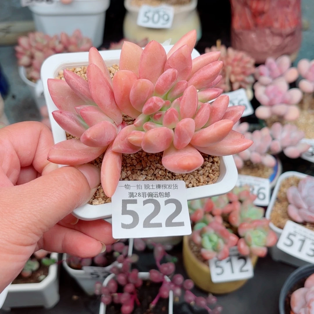 桃花源缀化多肉多肉多肉