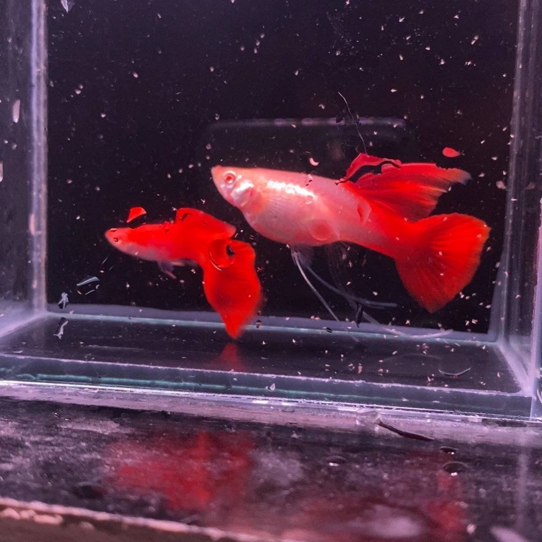 孔雀鱼精品 血红一对