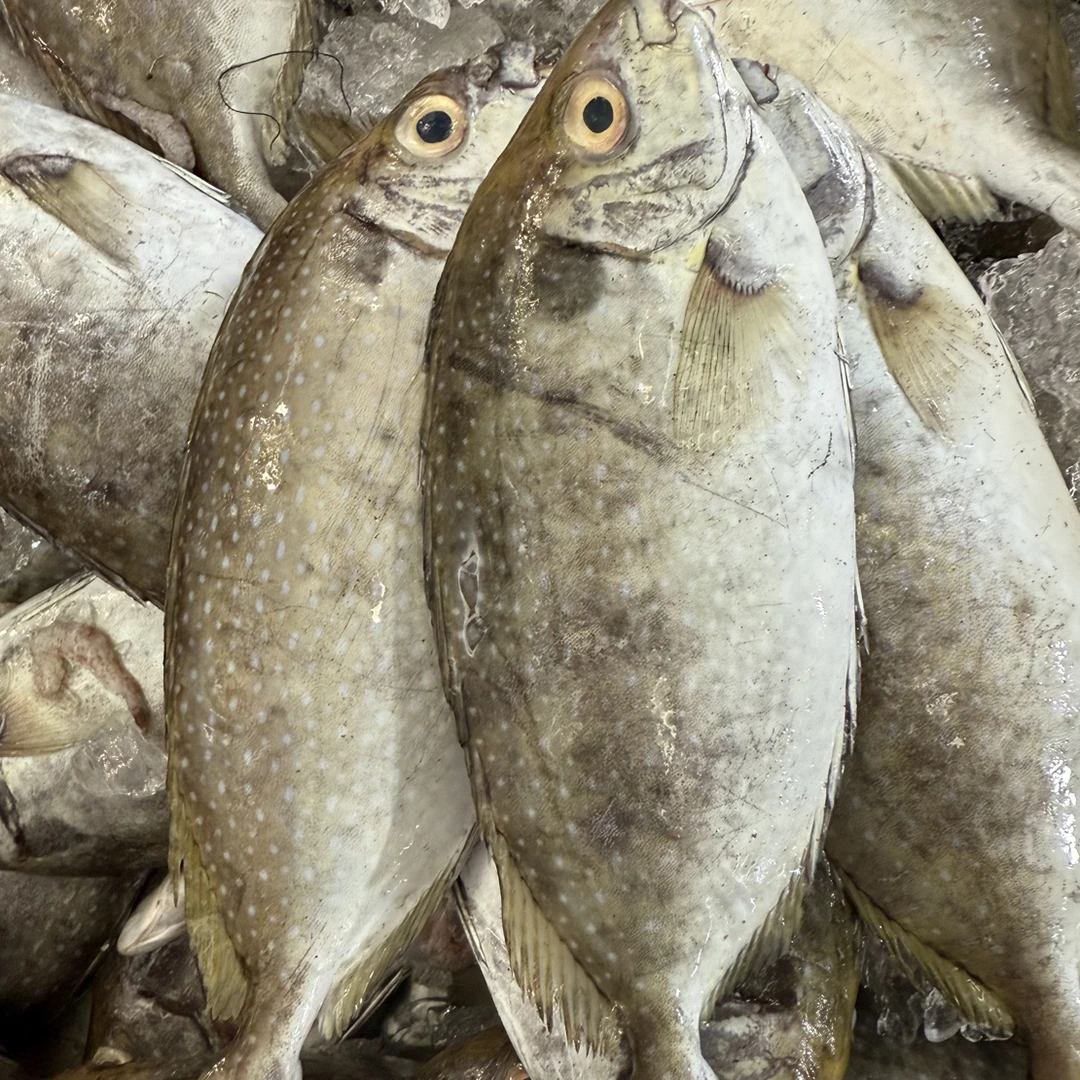 广东惠来神泉本港新鲜海捕泥猛鱼帮杀一斤剩400克顺丰冷链发货