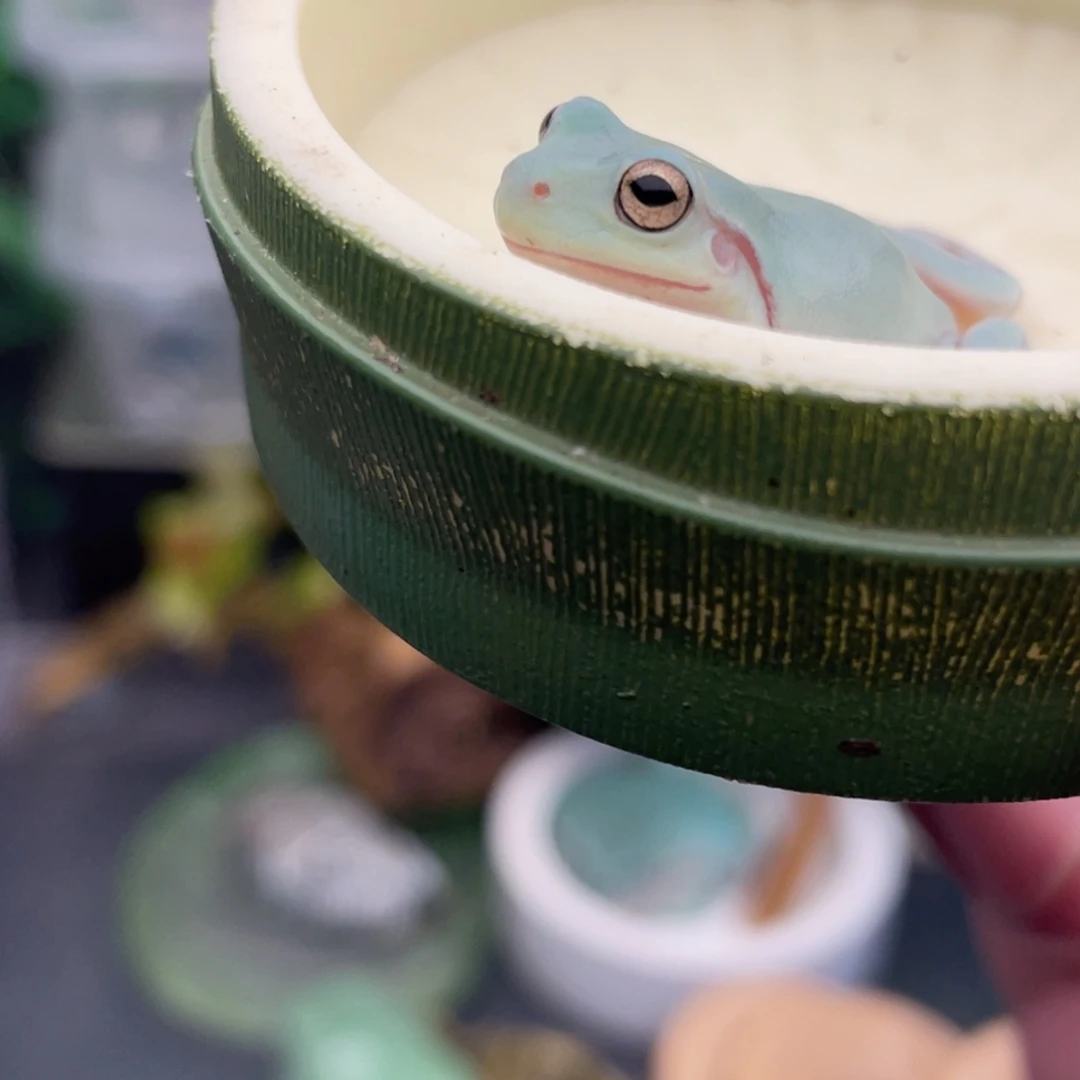 小****老爷树蛙专拍蛙蛙……