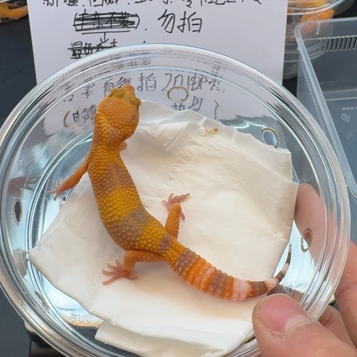 豹纹守宫阳光妹妹