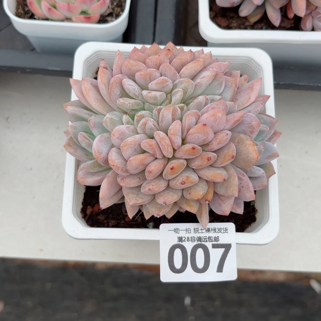 橙梦露缀化无盆土发货