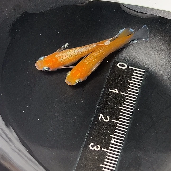 青鳉鱼林血赤壁一组34