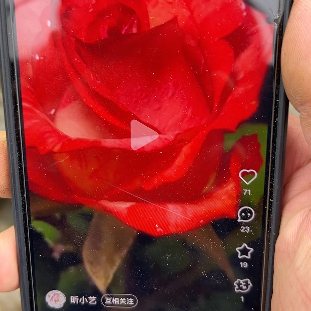 无花朵——闪光 福利款