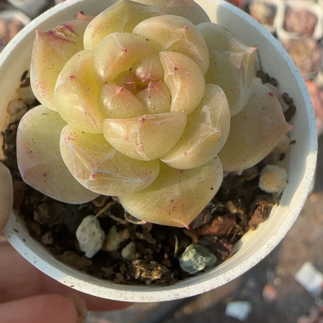 小卡拉米糖心一物一拍