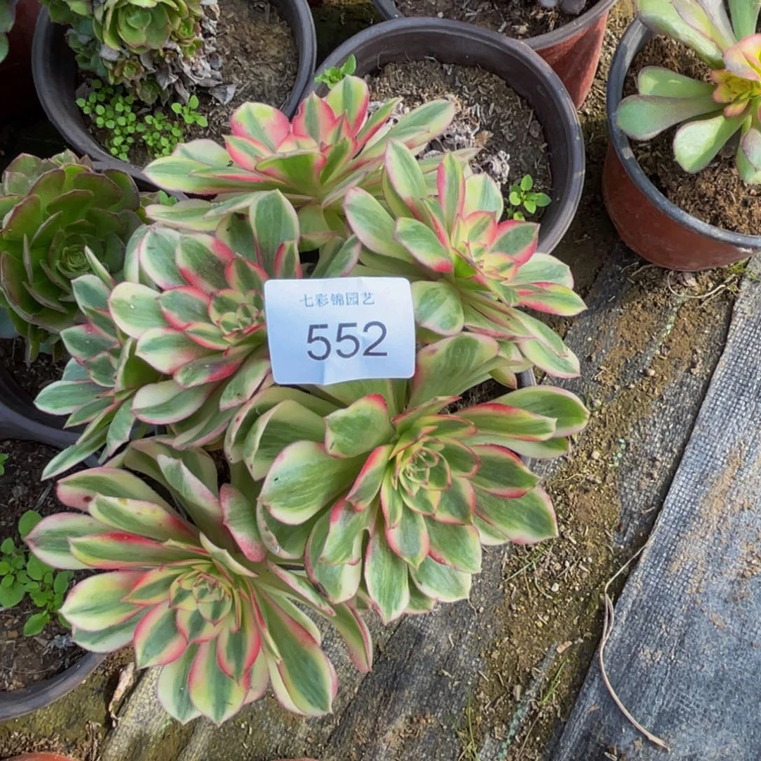 552法师锦倾城多头一颗