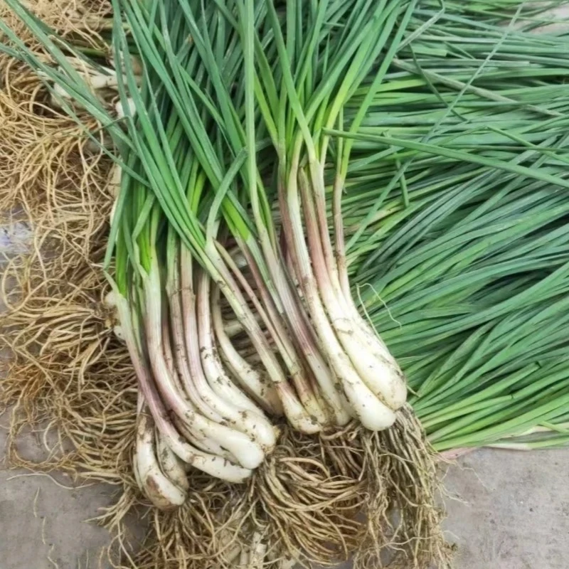 【荞头】湖南农家种植无科技