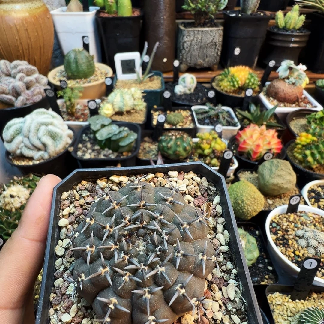 嗨***图黑刺凤头带盆发货