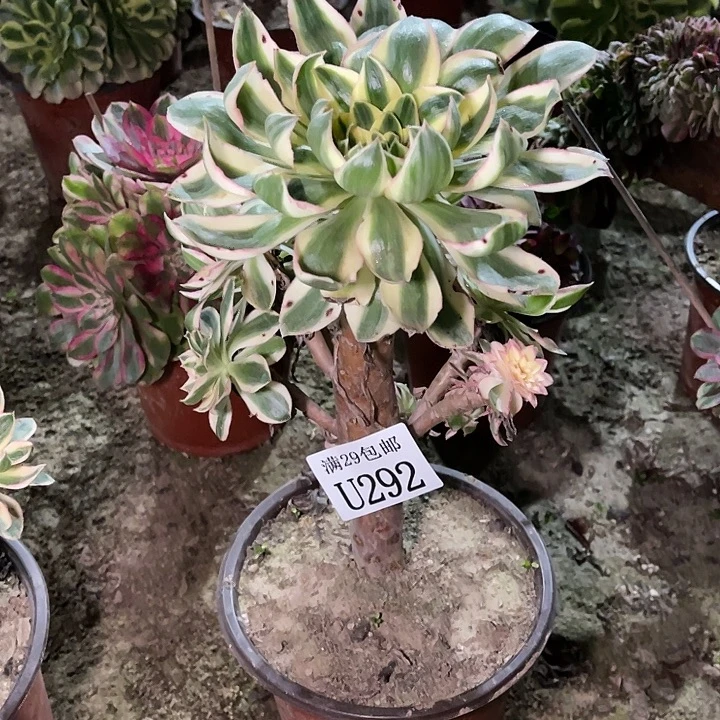 292青莲多肉植物