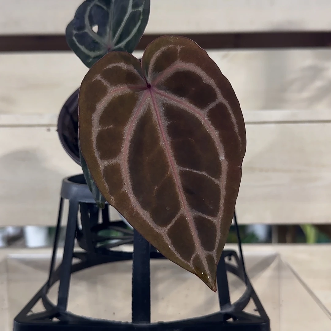 无花朵红水晶花烛