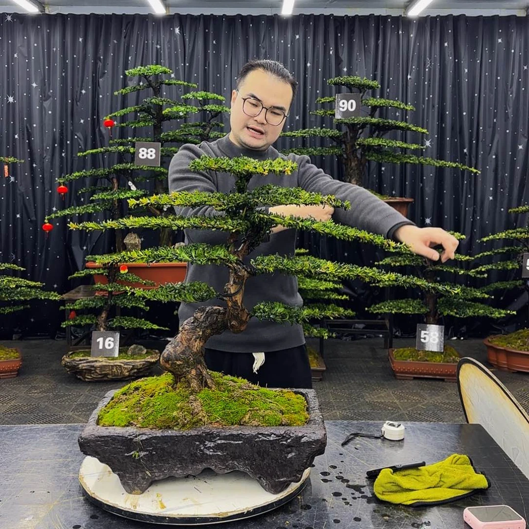 珍珠红芽罗汉松造型盆景