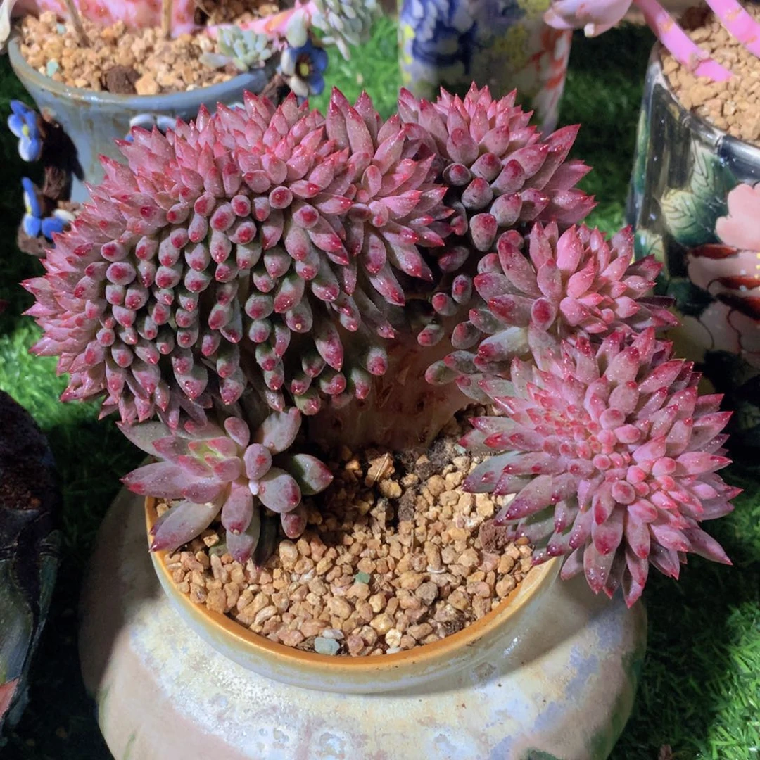 流沙虞美人缀16 公分一物一拍